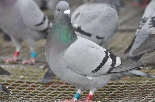 家信鸽视频,揭秘信鸽传书的历史与魅力