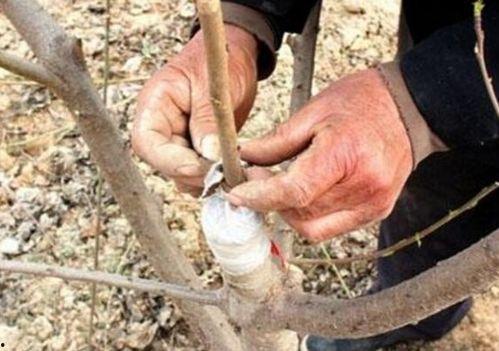 苹果树的嫁接技术视频