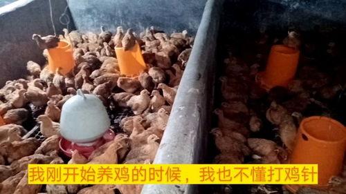 给小鸡打疫苗视频,小鸡疫苗接种过程全记录
