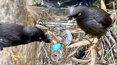 鹰抓鸟视频,鹰抓鸟惊心动魄瞬间回顾
