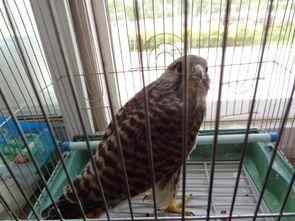 鹰抓鸟视频,鹰抓鸟惊心动魄瞬间回顾