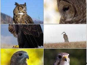 鹰抓鸟视频,鹰抓鸟惊心动魄瞬间回顾